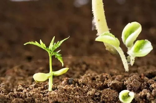 未來五年肥料研發(fā)重點聚焦 微生物菌肥與復合微生物肥料的創(chuàng)新之路