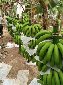 2015年峨眉綠地復合微生物肥料在云南香蕉種植中的施用效果與研發(fā)價值分析