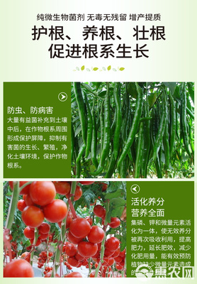 土傳病害的綠色克星 復合微生物菌劑與抗重茬生物有機肥的研發(fā)與應用